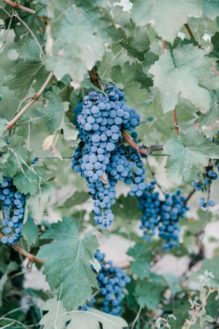 grapes on the vine